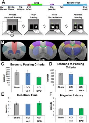 Extended Erythropoietin Treatment Prevents Chronic Executive Functional and Microstructural Deficits Following Early Severe Traumatic Brain Injury in Rats